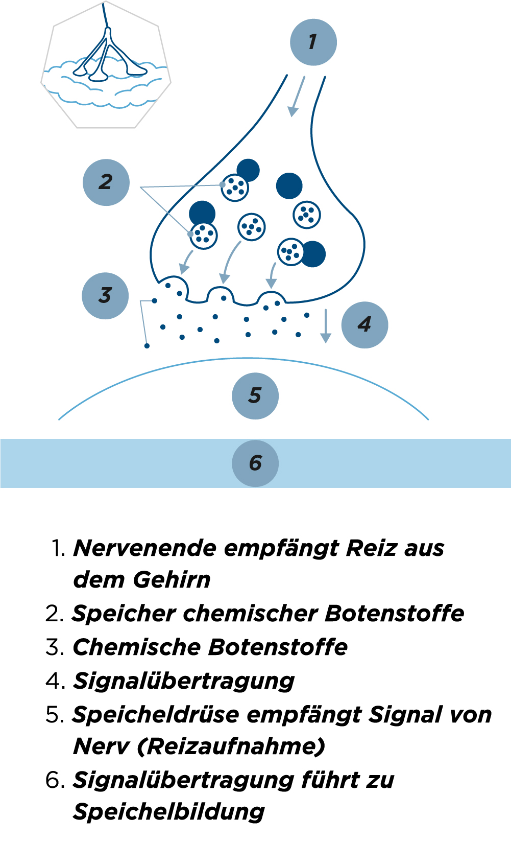 Eine medizinische Illustration der Signalübertragung zwischen Nerven und Speicheldrüse - die zur Speichelbildung führt, aber bei Sialorrhoe gestört sein kann. Mobile Version