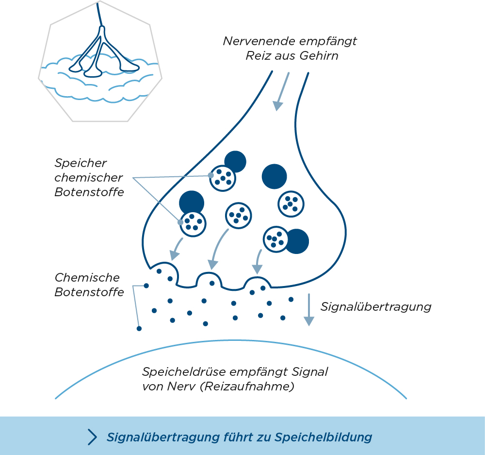 Eine medizinische Illustration der Signalübertragung zwischen Nerven und Speicheldrüse - die zur Speichelbildung führt, aber bei Sialorrhoe gestört sein kann.